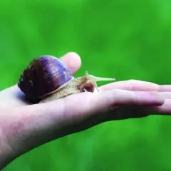 Una lumaca su una mano, simbolo di lentezza, trasformazione e del **significato esoterico** di protezione e rinascita.