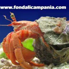 Paguro, simbolo di adattabilità e protezione. Un crostaceo arancione si muove con la sua conchiglia, un rifugio che rappresenta il suo significato simbolico.