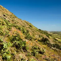Pendii rocciosi del monte Zara ricoperti di fichi d'India e fiori viola, con un paesaggio verde e un cielo azzurro sullo sfondo.