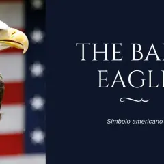 Aquila calva, simbolo americano, con lo sfondo della bandiera USA. Il suo sguardo fiero incarna il segno dell'aquila.