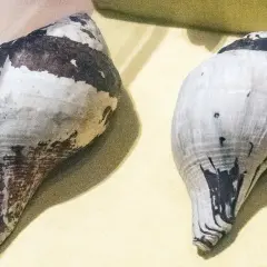Due conchiglie a forma di cono, una più scura, l'altra chiara. Trovare una conchiglia significato: un dono del mare.