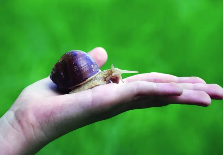 Una lumaca su una mano, simbolo di lentezza, trasformazione e del **significato esoterico** di protezione e rinascita.