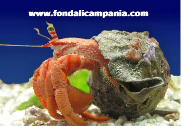 Paguro, simbolo di adattabilità e protezione. Un crostaceo arancione si muove con la sua conchiglia, un rifugio che rappresenta il suo significato simbolico.