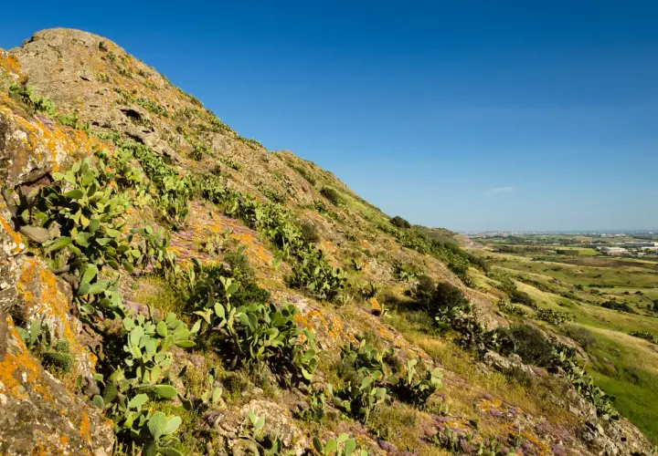Pendii rocciosi del monte Zara ricoperti di fichi d'India e fiori viola, con un paesaggio verde e un cielo azzurro sullo sfondo.