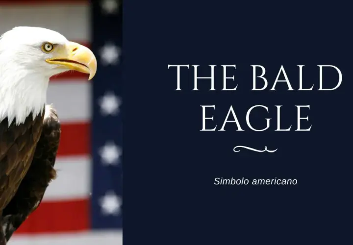 Aquila calva, simbolo americano, con lo sfondo della bandiera USA. Il suo sguardo fiero incarna il segno dell'aquila.