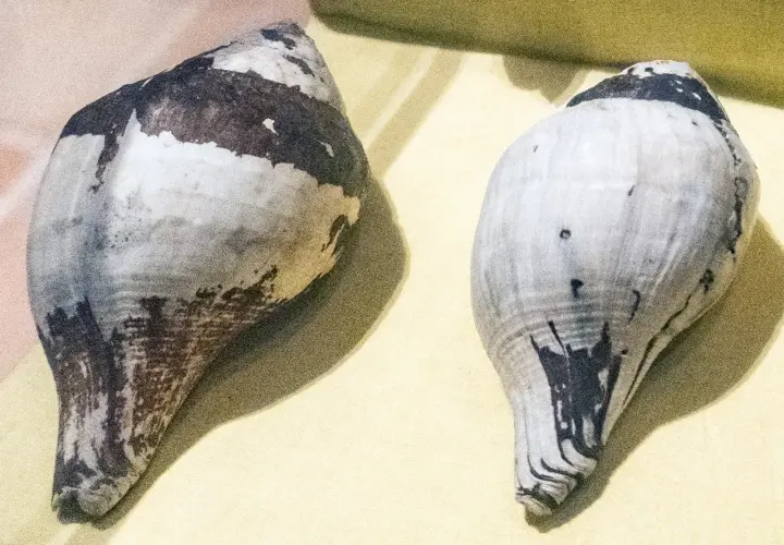 Due conchiglie a forma di cono, una più scura, l'altra chiara. Trovare una conchiglia significato: un dono del mare.