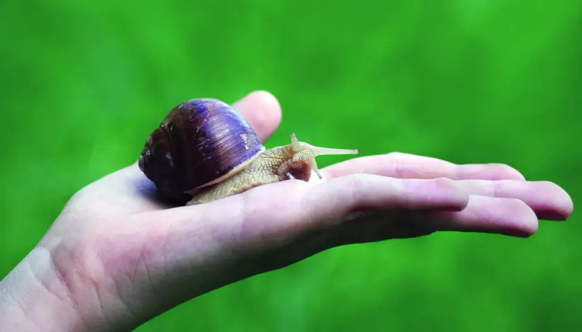 Una lumaca su una mano, simbolo di lentezza, trasformazione e del **significato esoterico** di protezione e rinascita.