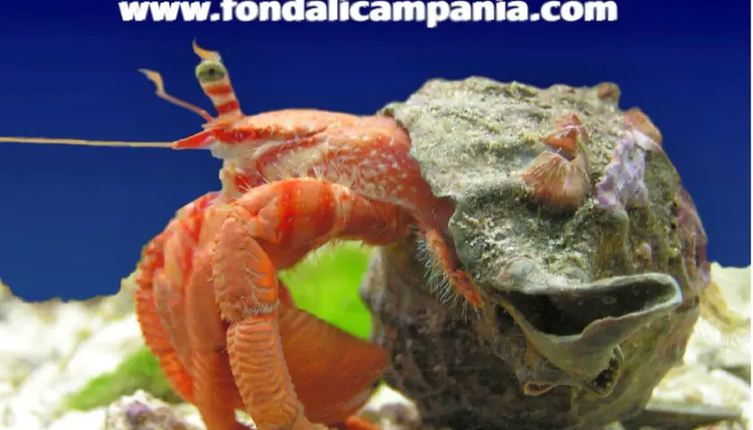 Paguro, simbolo di adattabilità e protezione. Un crostaceo arancione si muove con la sua conchiglia, un rifugio che rappresenta il suo significato simbolico.