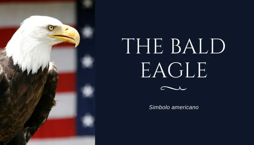 Aquila calva, simbolo americano, con lo sfondo della bandiera USA. Il suo sguardo fiero incarna il segno dell'aquila.