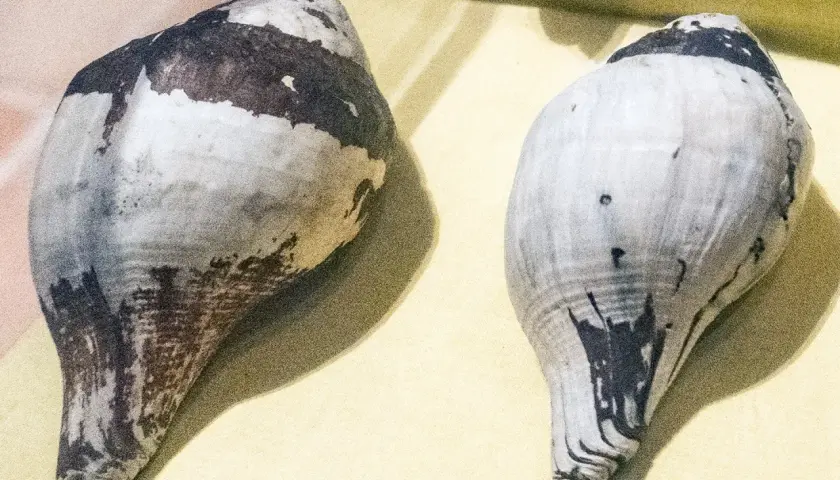 Due conchiglie a forma di cono, una più scura, l'altra chiara. Trovare una conchiglia significato: un dono del mare.