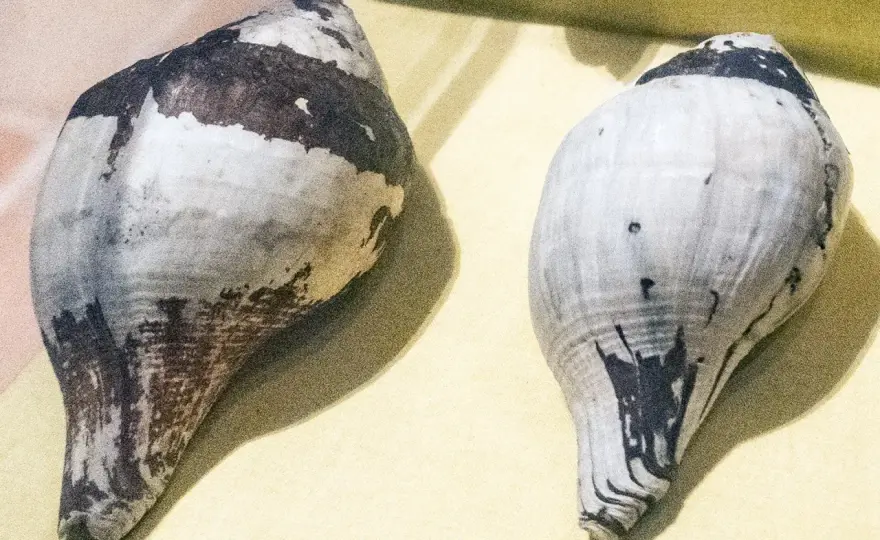 Conchiglia trovata - Simbolo di protezione o rinascita?