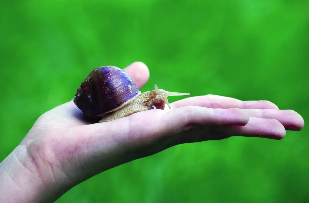Una lumaca su una mano, simbolo di lentezza, trasformazione e del **significato esoterico** di protezione e rinascita.