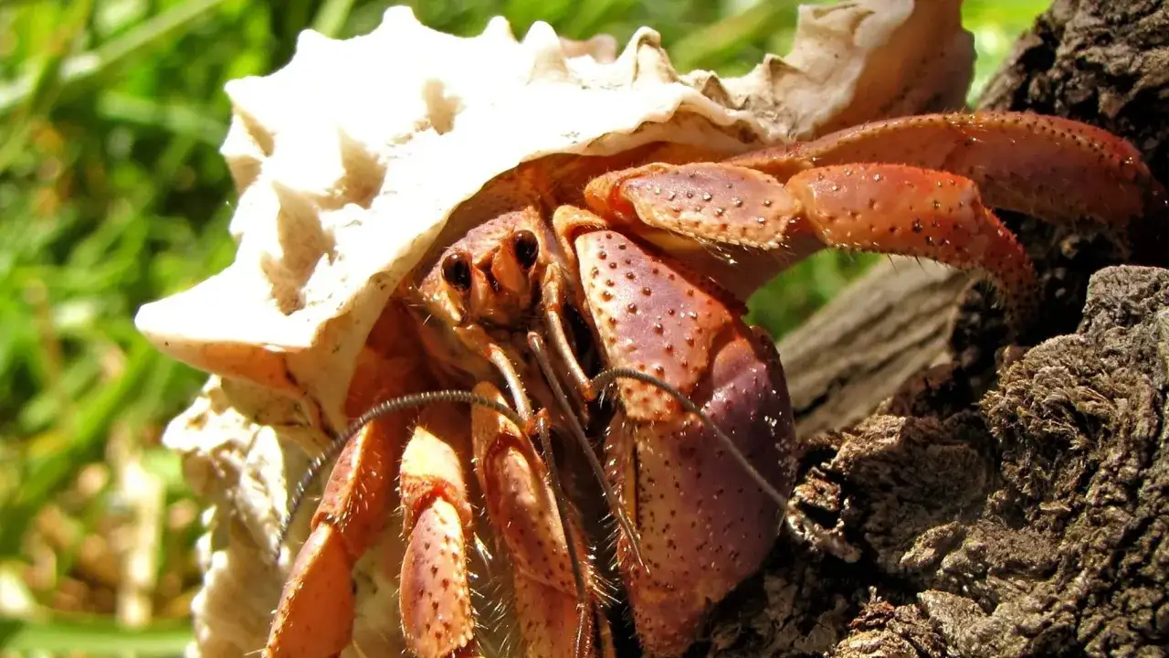 Paguro con la sua conchiglia, simbolo di protezione e adattamento. La sua tenacia nel trovare una nuova casa riflette il paguro significato simbolico di resilienza.