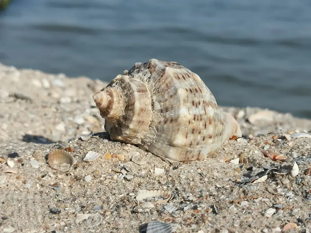 Una grande conchiglia striata sulla sabbia, circondata da frammenti di altre conchiglie. Trovare una conchiglia pu&ograve; avere un significato speciale, un dono del mare.