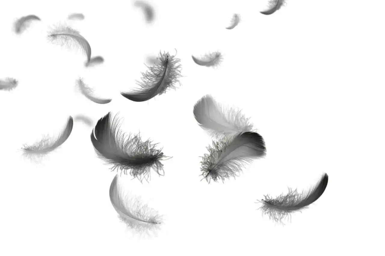 Piume grigie fluttuano su sfondo bianco, evocando il piuma significato psicologico di leggerezza, libert&agrave; e trasformazione.
